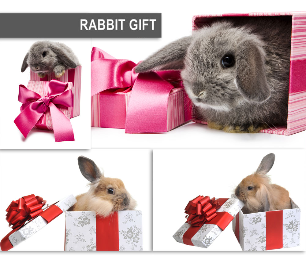 24 год год кролика. Новогодний кролик с подарком. Подарок подарок для кролика. Новогодние подарки год кролика. Сувенир новогодний кролик.